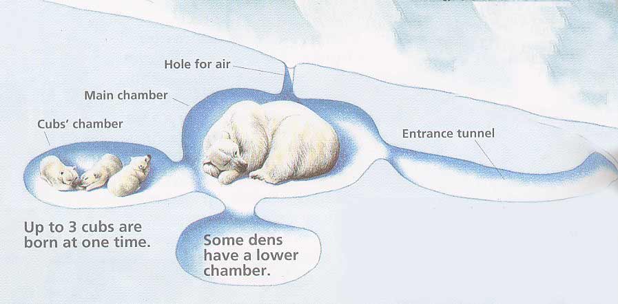 Polar Bear Growth Chart