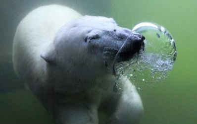 Respiratory - Polar Bears